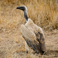 White-backed Vulture