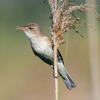 Eastern Olivaceous Warbler