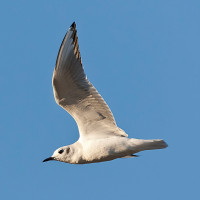 Bonaparte's Gull
