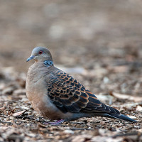 Oriental Turtle Dove