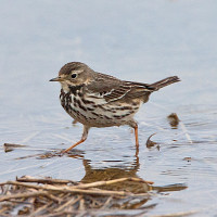 Buff-bellied Pipit