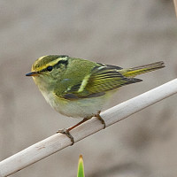 Mosquitero de Pallas