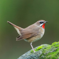 Siberian Rubythroat