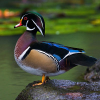Wood Duck