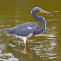 Tricolored Heron