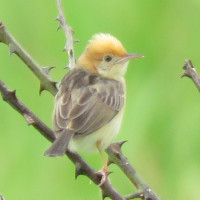 Golden-headed Cisticola