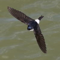 Andorinho-dos-beirais