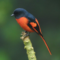 Scarlet Minivet