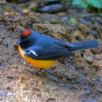 Slate-throated Redstart