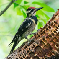 Yellow-bellied Sapsucker