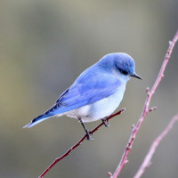 Mountain Bluebird