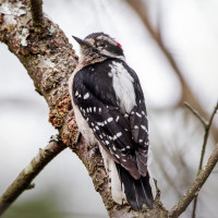 Downy Woodpecker