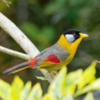 Silver-eared Mesia