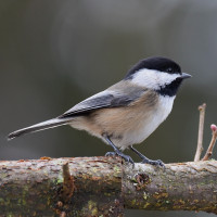 Black-capped Chickadee