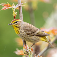 Palm Warbler
