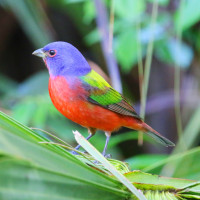 Painted Bunting