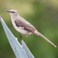 Northern Mockingbird