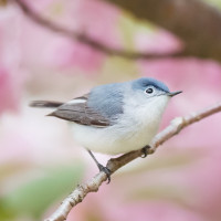 Blue-grey Gnatcatcher
