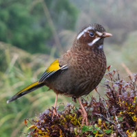 White-whiskered Laughingthrush