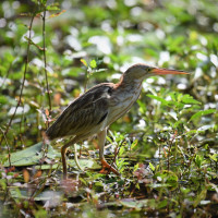 Yellow Bittern