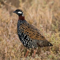 Black Francolin