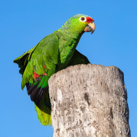 Red-lored Parrot