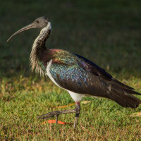 Straw-necked Ibis