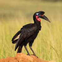 Abyssinian Ground-Hornbill