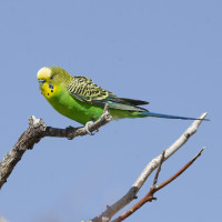 Budgerigar