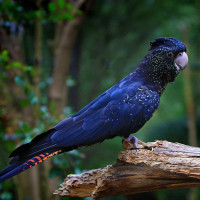 Red-tailed Black-Cockatoo