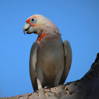 Long-billed Corella