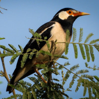 Asian Pied Starling