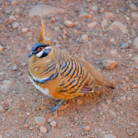Spinifex Pigeon