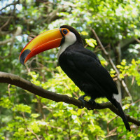 Toco Toucan