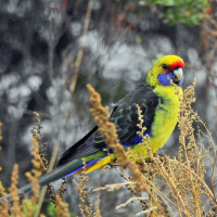 Green Rosella