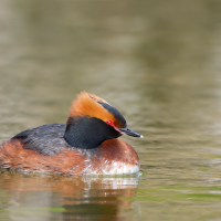 Horned Grebe