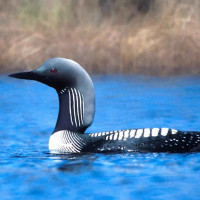 Pacific Loon