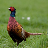 Ring-necked Pheasant