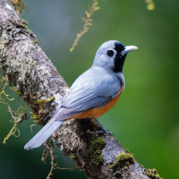 Black-faced Monarch