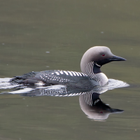 Arctic Loon