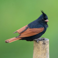 Crested Bunting