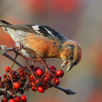 White-winged Crossbill