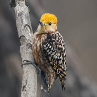 Yellow-crowned Woodpecker