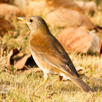 Pale Thrush