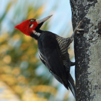 Crimson-crested Woodpecker