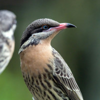 Spiny-cheeked Honeyeater