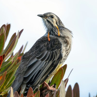 Yellow Wattlebird