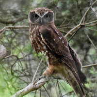 Southern Boobook
