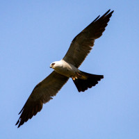 Mississippi Kite