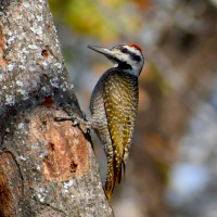 Bearded Woodpecker